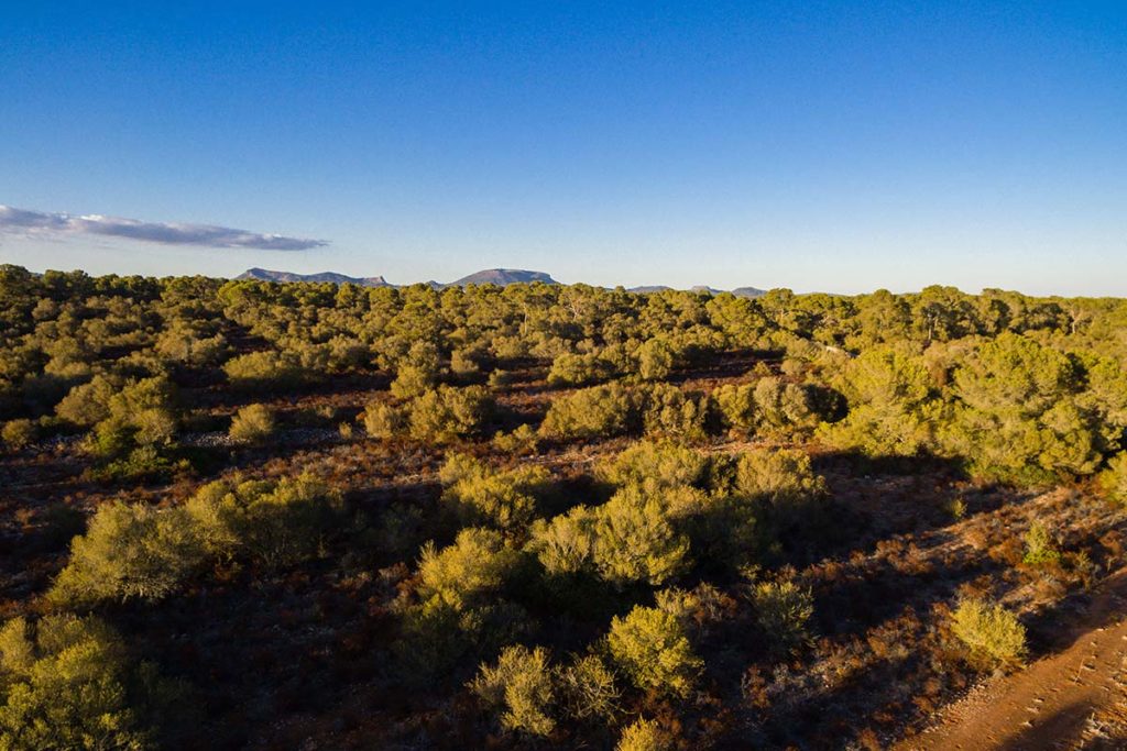 Llucmajor's agricultural heart: a walk Along the Camí de Binificat ...